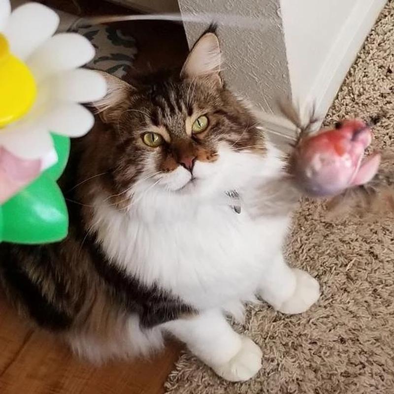 Auto Rotating Cat Teaser 🦋Butterfly & Bird🦜