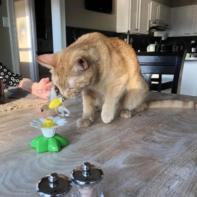 Auto Rotating Cat Teaser 🦋Butterfly & Bird🦜