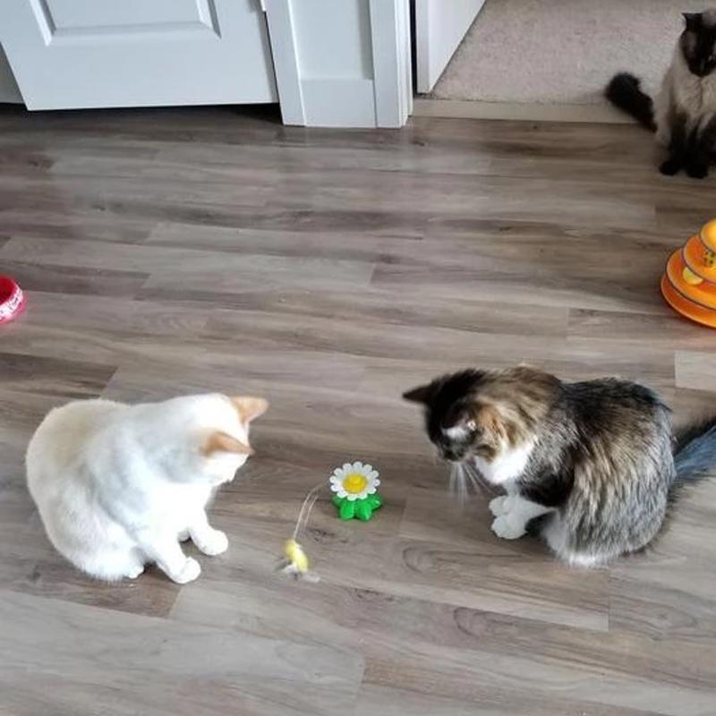 Auto Rotating Cat Teaser 🦋Butterfly & Bird🦜