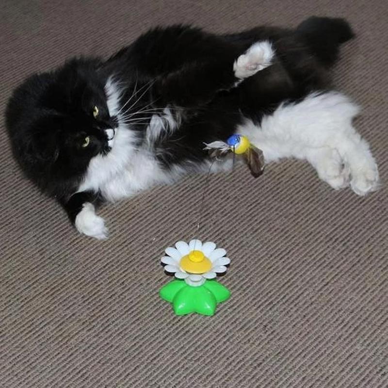 Auto Rotating Cat Teaser 🦋Butterfly & Bird🦜