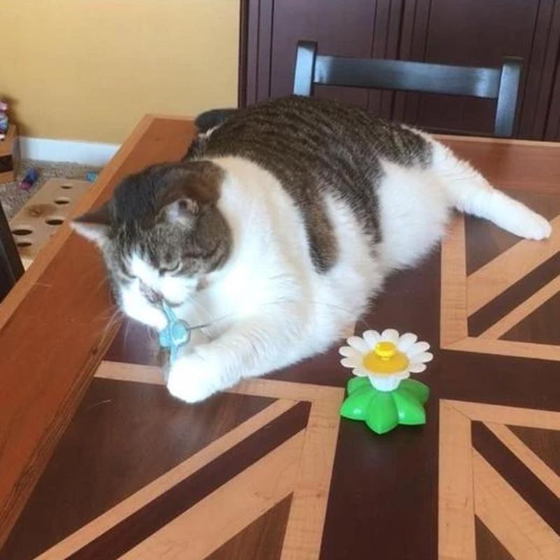 Auto Rotating Cat Teaser 🦋Butterfly & Bird🦜