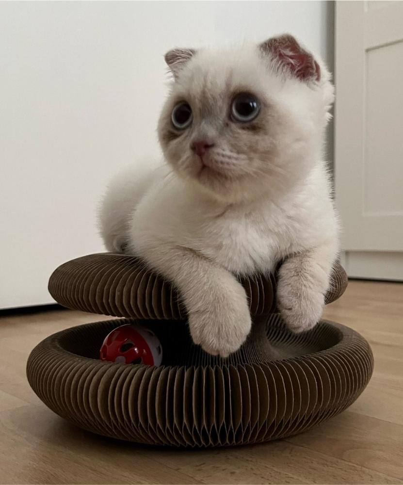 Foldable Accordion Cat Scratching Board